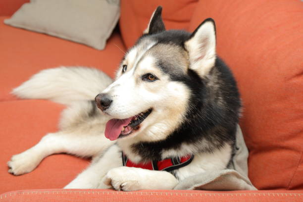 istock Husky dog at home laying on sofa, doggy lifestyle 2199450539