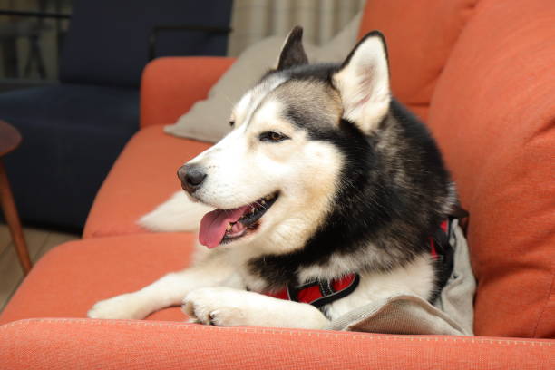 istock Husky dog at home laying on sofa, doggy lifestyle 2199450570