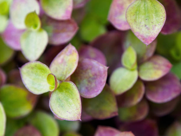 istock A unique green pattern of small leaves in macro focus creates a mesmerizing visual effect of nature. 2199452505