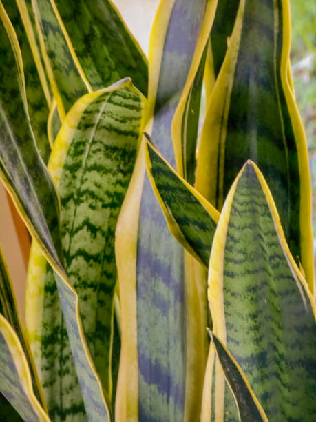 istock santa barbara swords foliage 2199453830