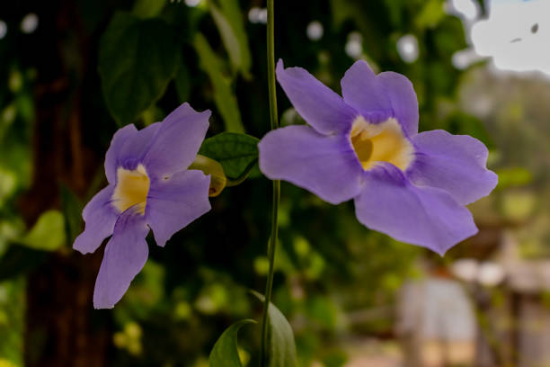 istock Thunbergia grandiflora, blue tumbergia 2199454124