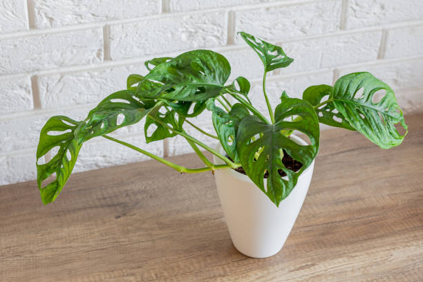 istock Monstera Monkey Mask in a white pot stands on a wooden table in modern apartment 2199455534