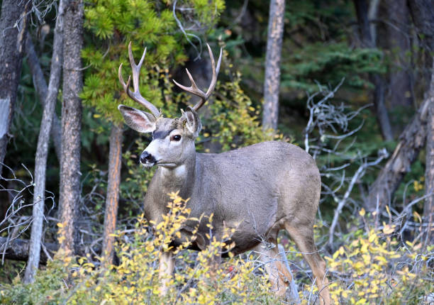istock Young  Deer Buck in the forest 2199458725