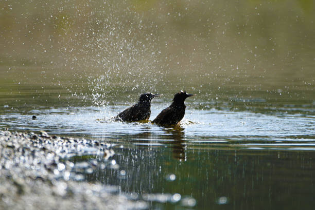 Two Great-tailed Grackle Birds bathing and splashing in the river on a hot summer day.
