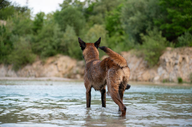 View from behind of alert purebred  belgian malinois shepherd dog standing in the water in beautiful nature.