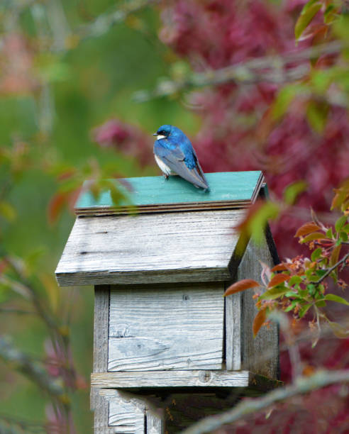istock Tree Swallow perched on top of a birdhouse 2199460705