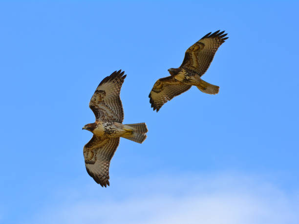 istock Pair of Red-tailed Hawks  soaring in the sky with open wings 2199460872