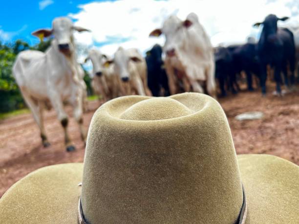 istock Farmer looking for Herd of nellore bovine animals on high intensive grass system project. Livestock ranch 2199461062