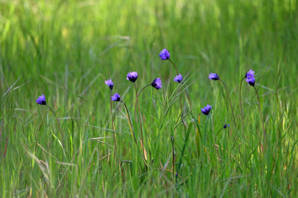 istock Purple Head Blue Dicks in green field 2199463681