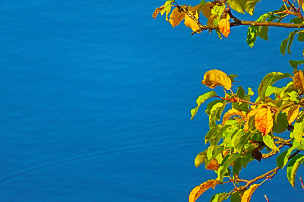 autumn summer foliage against the water, copy space. High quality photo