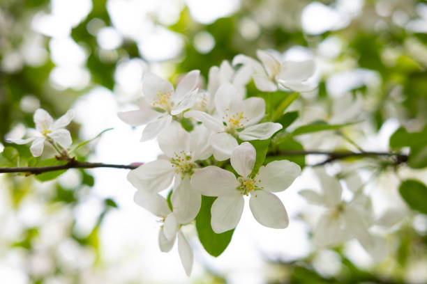 istock Close-up white Blooming apple tree blossoms. Fresh spring flowers. Perfect for spring themes and backgrounds, for web design and advertising 2199471415