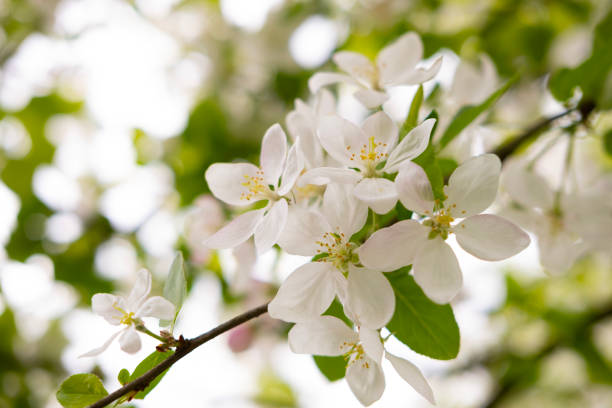 Close-up white Blooming apple tree blossoms. Fresh spring flowers. Perfect for spring themes and backgrounds, for web design and advertising