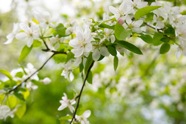 istock Close-up white Blooming apple tree blossoms. Fresh spring flowers. Perfect for spring themes and backgrounds, for web design and advertising 2199471424
