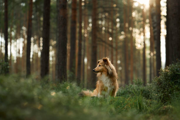istock Collie walking in a lush forest glade 2199471437