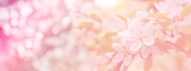 istock Close-up white Blooming apple tree blossoms. Fresh spring flowers. Perfect for spring themes and backgrounds, for web design and advertising 2199471439