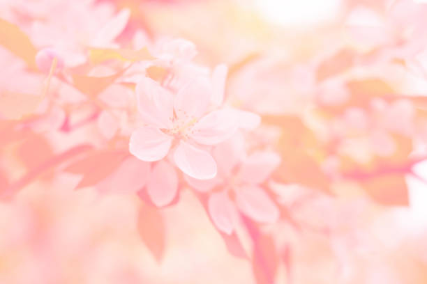 Close-up white Blooming apple tree blossoms. Fresh spring flowers. Perfect for spring themes and backgrounds, for web design and advertising