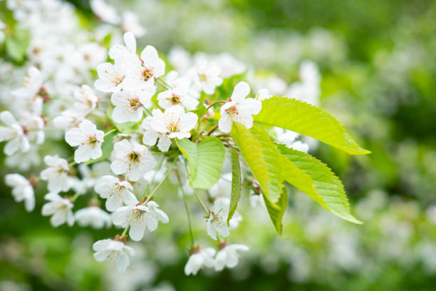 istock Close-up white Blooming apple tree blossoms. Fresh spring flowers. Perfect for spring themes and backgrounds, for web design and advertising 2199471447