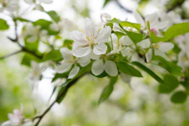 Close-up white Blooming apple tree blossoms. Fresh spring flowers. Perfect for spring themes and backgrounds, for web design and advertising