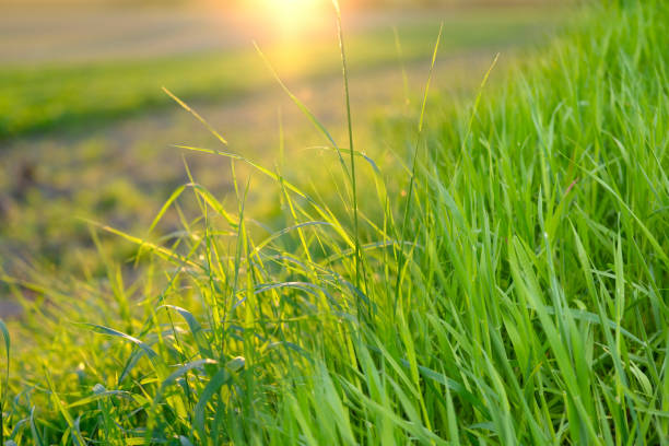 istock green fresh spring grass, young plants in sun, natural blurred background, summertime season, environmentally friendly plants, agricultural land 2199471487
