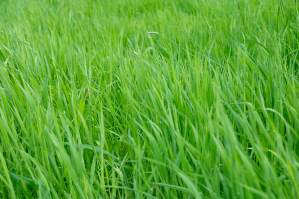 green fresh spring grass swaying, flutter in strong wind, stormy weather, Wind Gusts, natural blurred background, summertime season