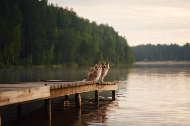 istock Collies relaxing on a wooden dock by the lake 2199471523
