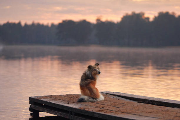 istock Collie sitting calmly on the dock 2199471539