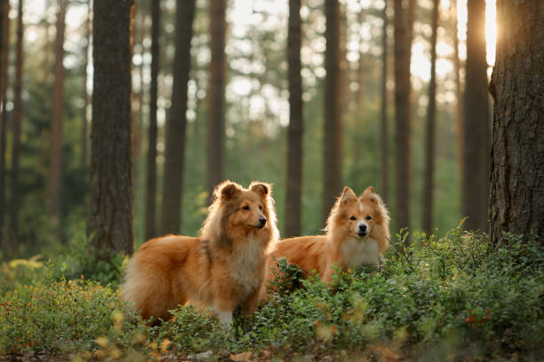 istock Two Collies sitting in a lush forest 2199471552