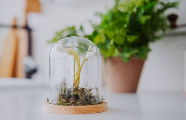 istock Vibrant miniature garden under glass dome on white table 2199472604