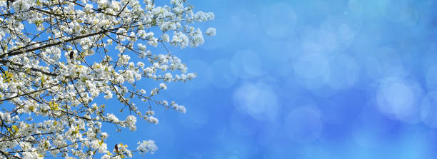 istock floral spring abstract nature panorama background, white blooming branches with soft focus on soft light blue sky background, for Easter and spring cards with copy space 2199472693