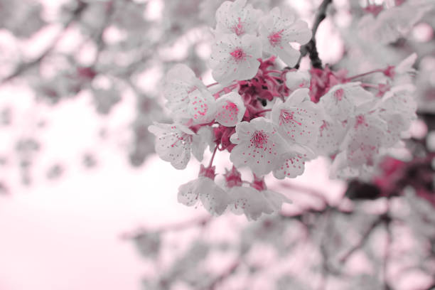 Close-up delicate white Blooming apple tree blossoms. Fresh spring flowers. Perfect for spring themes and backgrounds, for web design and advertising