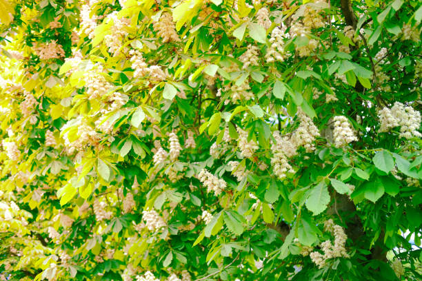 istock Close-up delicate white Blooming Horse Chestnut tree blossoms. Fresh spring flowers. Perfect for spring themes and backgrounds, for web design and advertising 2199473830