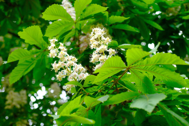 istock Close-up delicate white Blooming Horse Chestnut tree blossoms. Fresh spring flowers. Perfect for spring themes and backgrounds, for web design and advertising 2199473836