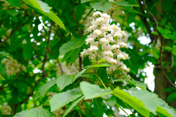 istock Close-up delicate white Blooming Horse Chestnut tree blossoms. Fresh spring flowers. Perfect for spring themes and backgrounds, for web design and advertising 2199473901