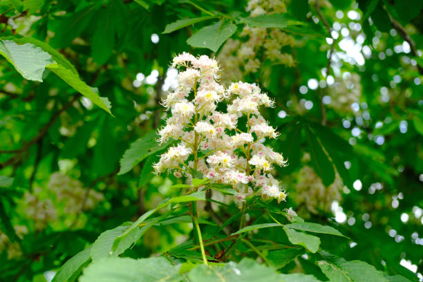 Close-up delicate white Blooming Horse Chestnut tree blossoms. Fresh spring flowers. Perfect for spring themes and backgrounds, for web design and advertising