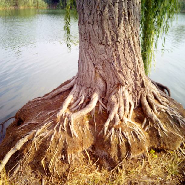 an impressive photo of a powerful willow tree with a thick trunk and spreading roots growing on the shore of a lake on a sunny day the roots of the tree tightly intertwine the ground going deep into the soil which indicates its age and strength. High quality photo