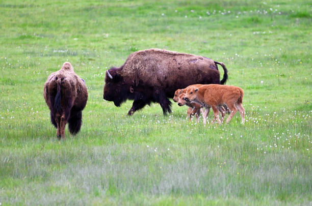 Family of Bison at Yellow stone with 3 babies