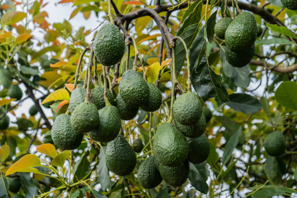 Natural Hass fruit hanging from the tropical organic avocado tree - Stock Photo