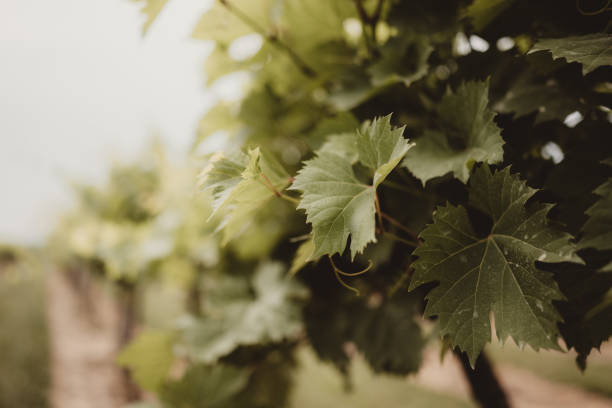 istock Close up of grape vine leaf in vineyard row 2199477113