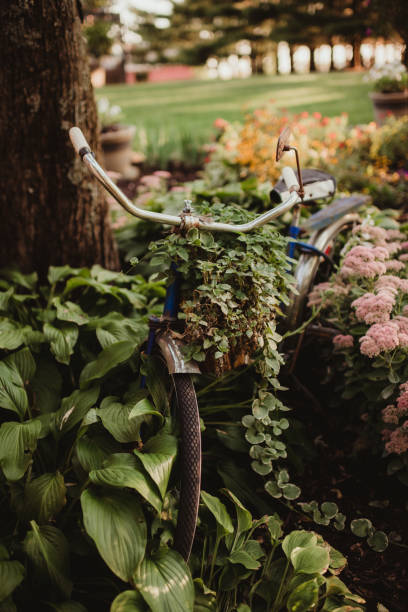 Old bike as decoration in a garden