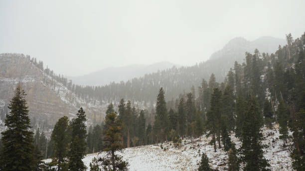 istock Mt Charleston Snow on January 2025 2199482340