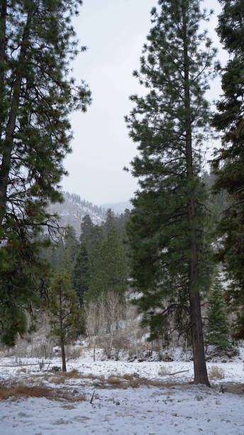 istock Mt Charleston Snow on January 2025 2199482410