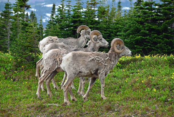istock 4 not 3 Bighorn Sheep at Glacier National Park 2199484800