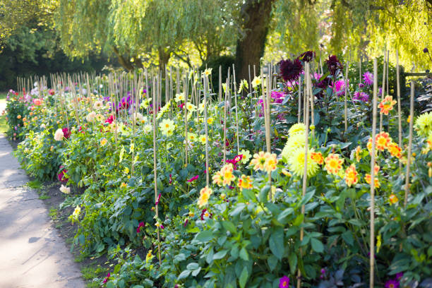 Rows of multicoloured dahlias in flower. Dahlia beds, Valley Gardens, Harrogate, UK