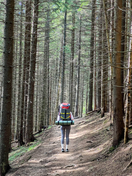 Back view of woman hiker with red backpack and sleeping pad walks along dirt trail through dense forest of tall, straight trees. Tranquil path, surrounded by greenery, creates peaceful atmosphere.