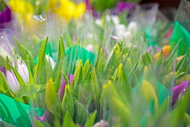 closed tulip buds in film. Women's Day, spring