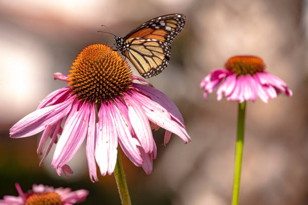 istock Monarch butterfly feeding in pollinating flowers during shiny sunny day 2199487187