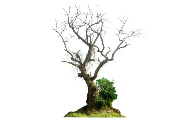 istock Dead tree with dry trunk and branches, beautiful natural Image, Isolated on white background. 2199488049