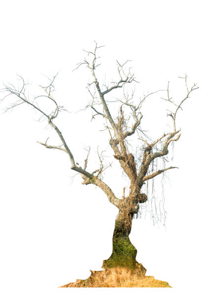 istock Dead tree with dry trunk and branches, beautiful natural Image, Isolated on white background. 2199488051