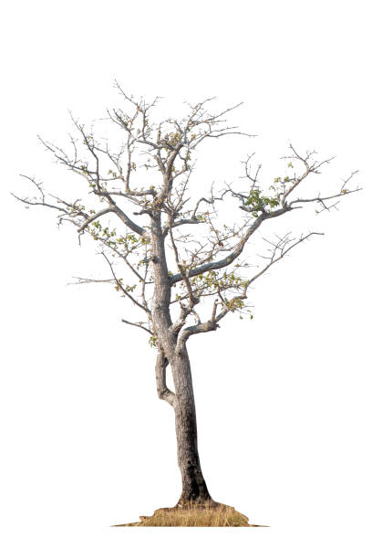 istock Dead tree with dry trunk and branches, beautiful natural Image, Isolated on white background. 2199488052