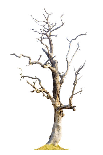istock Dead tree with dry trunk and branches, beautiful natural Image, Isolated on white background. 2199488053